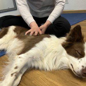 Cani-Classe : douleurs & santé chez le chien