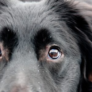 Cani-Classe : Réactivité canine