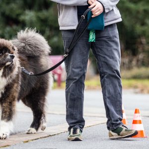 Cani-Classe : Marche en laisse