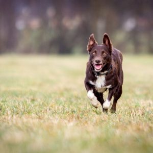 Cani-Classe : Rappel Presto !
